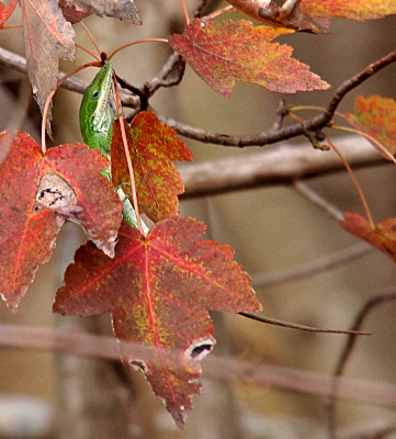 [A green anole's head is above a branch with red-veined yellow-brown leaves.]